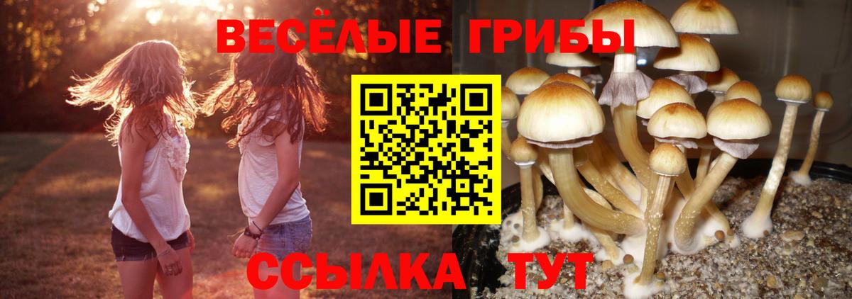 где найти   Псилоцибиновые грибы Psilocybe  Вход с VPN  Куйбышев 